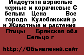 Индоутята взраслые чёрные и коричневые С белым › Цена ­ 450 - Все города, Кулебакский р-н Животные и растения » Птицы   . Брянская обл.,Сельцо г.